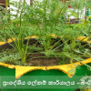 කාර්යාලයීය ගෙවත්ත